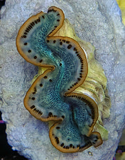 Tridacna maxima 4 - 5 cm WYSIWYG / 1453 -U – Produktbild
