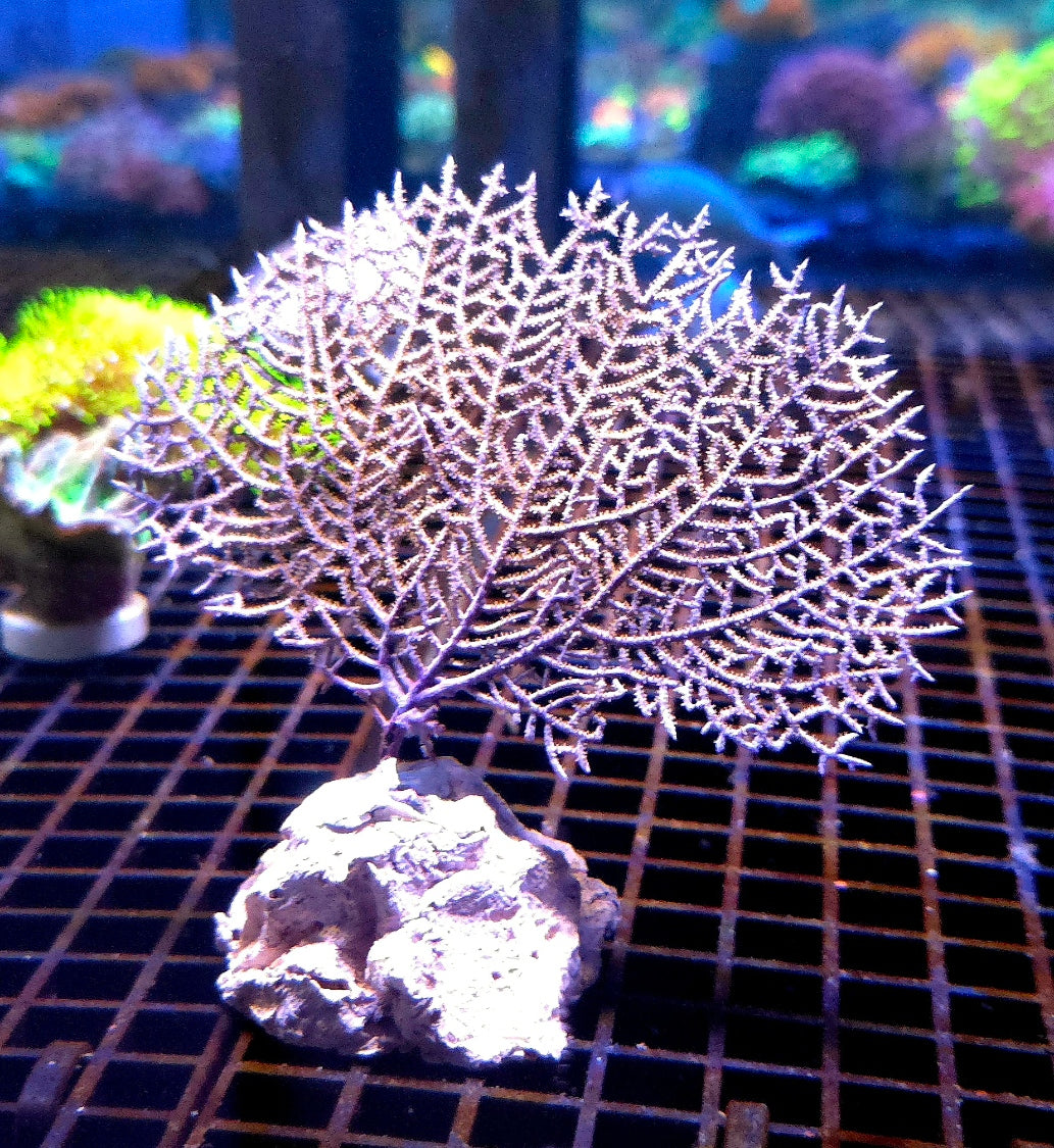 Gorgonia Ventalina WYSIWYG / 1454 -L