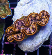 Tridacna maxima 5 - 6 cm WYSIWYG / 1456 - D – Produktbild