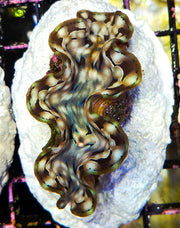 tridacna squamosa 5 - 6 cm WYSIWYG / 1456-U