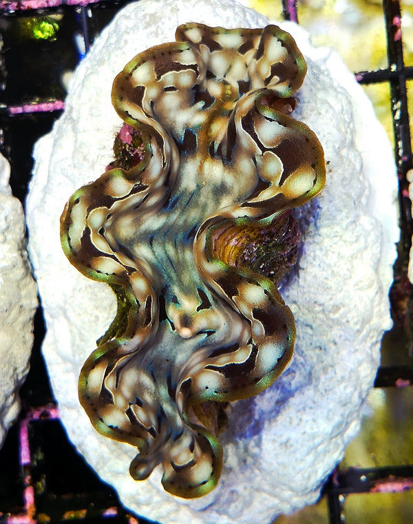 tridacna squamosa 5 - 6 cm WYSIWYG / 1456-U
