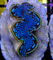 Tridacna maxima 4 - 5 cm WYSIWYG / 1457 - U – Produktbild