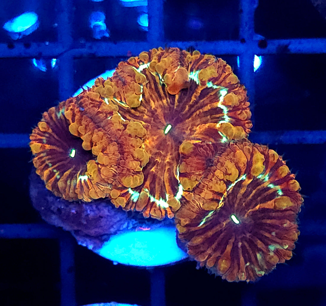 Blastomussa Wellsi Tiger's Eye WYSIWYG / 1458 -R