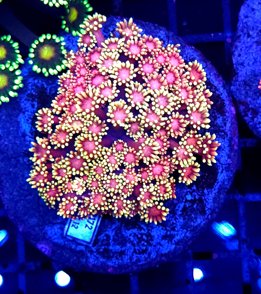 Goniopora Ultra Rainbow WYSIWYG / 1463 -R