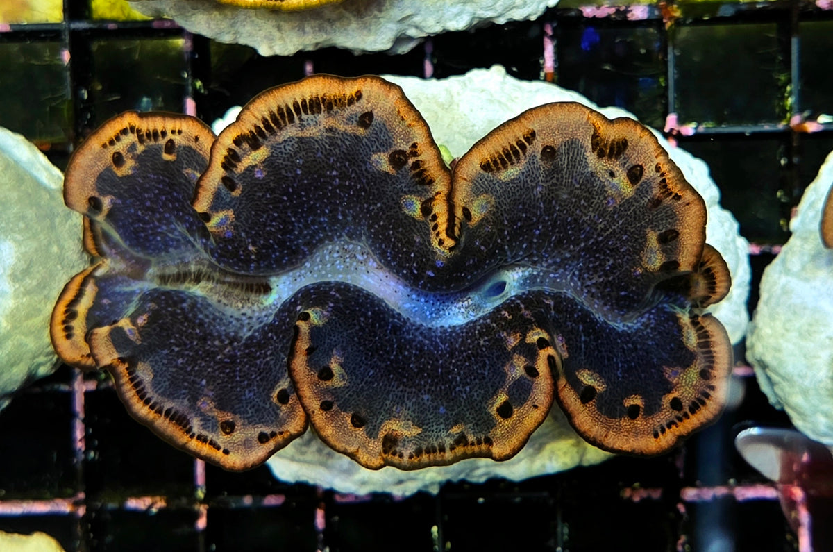 Tridacna maxima 5 - 6 cm WYSIWYG / 1464-U