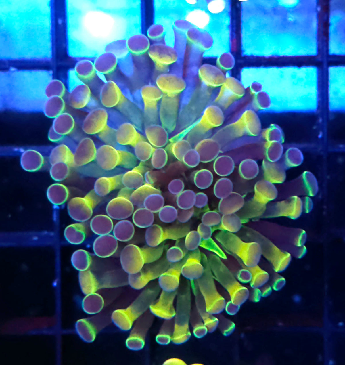 Euphyllia Branching Hammer Hologram WYSIWYG - DNZ / 147 – Produktbild