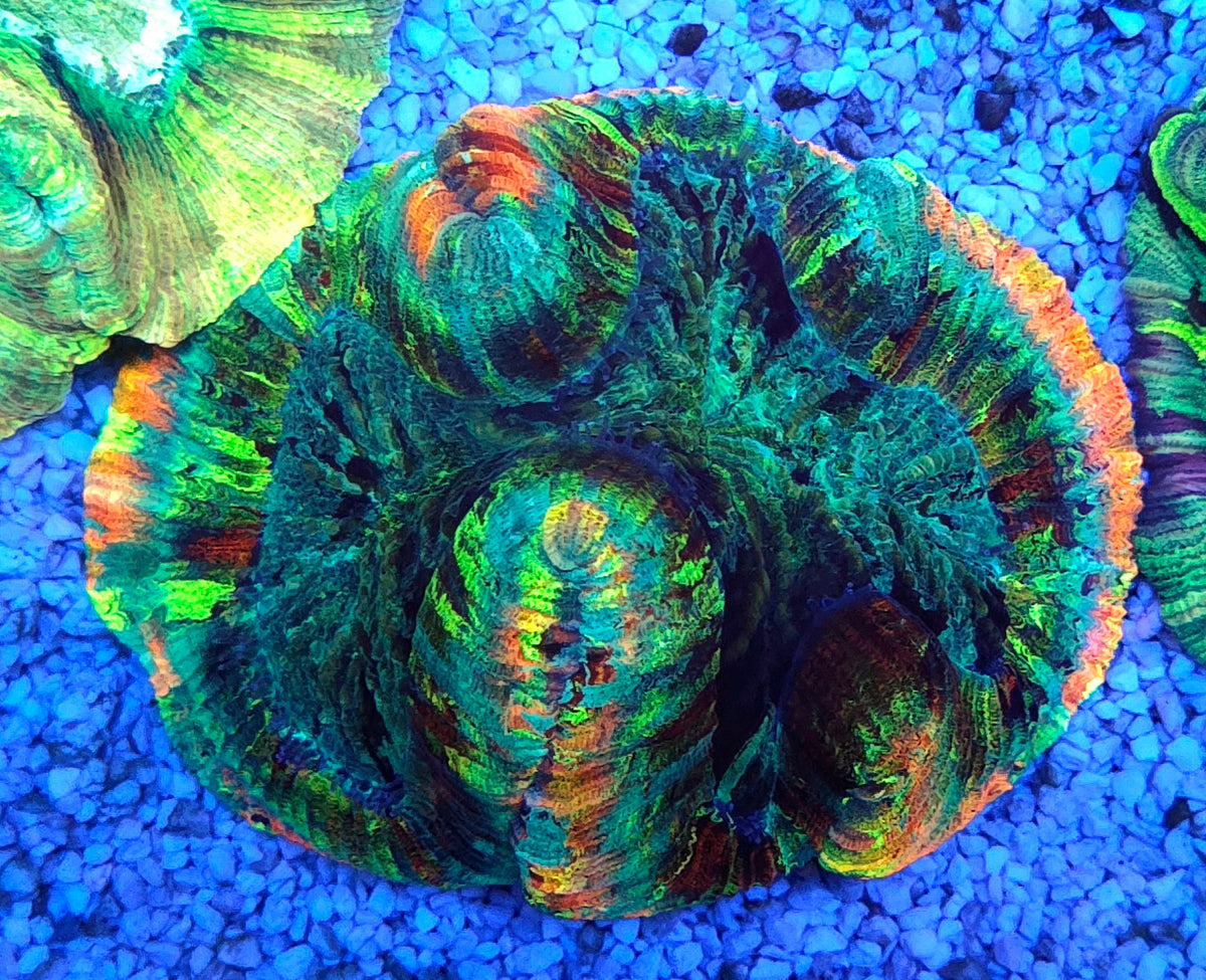 Trachyphyllia Rainbow WYSIWYG / 1470