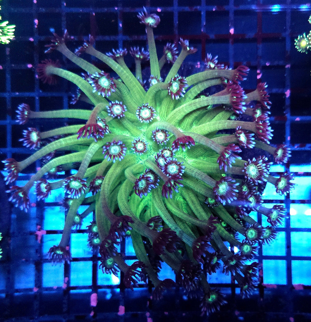 Goniopora XL Fake Galaxy WYSIWYG / 1472