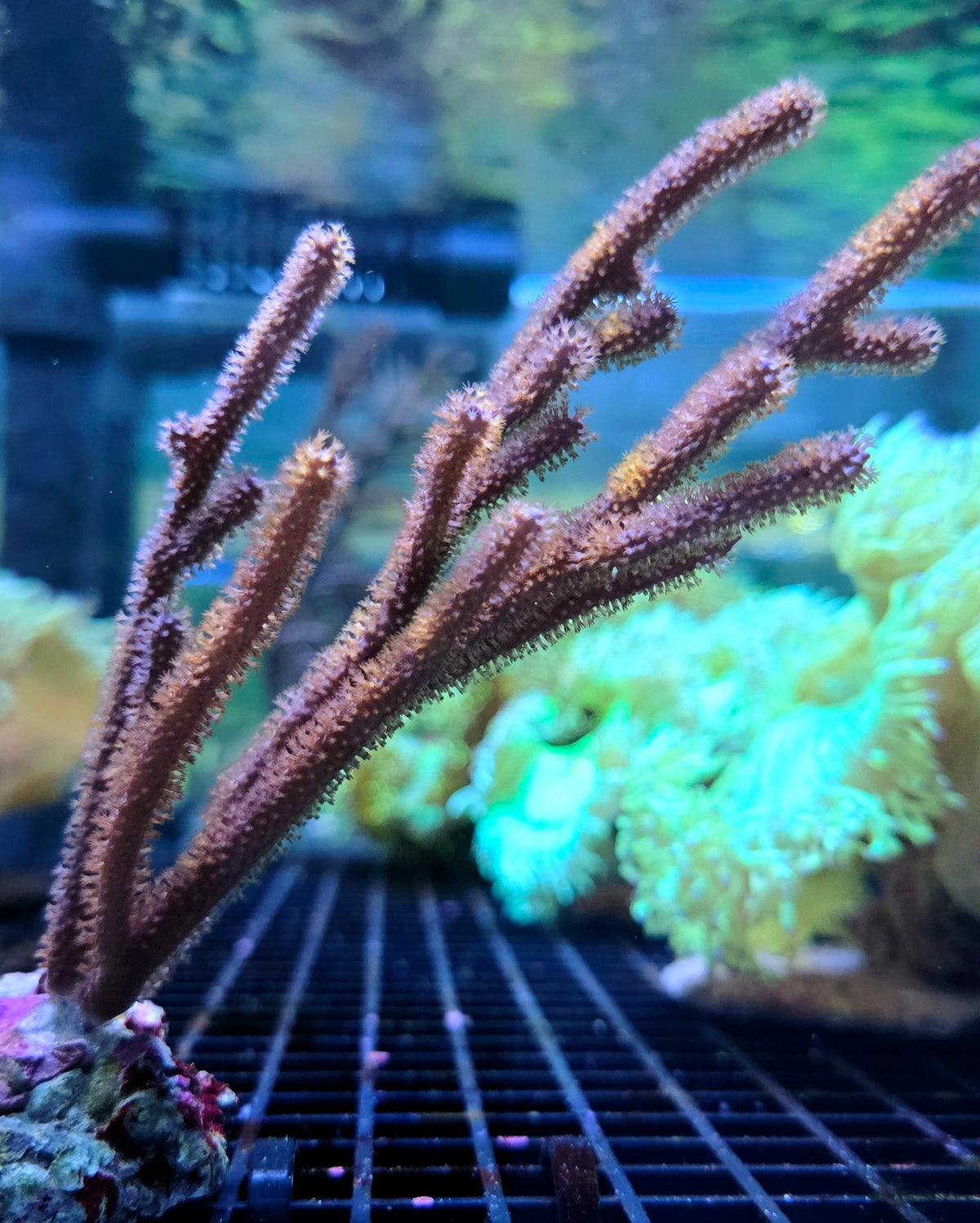 Gorgonia Sp WYSIWYG / 1473-L