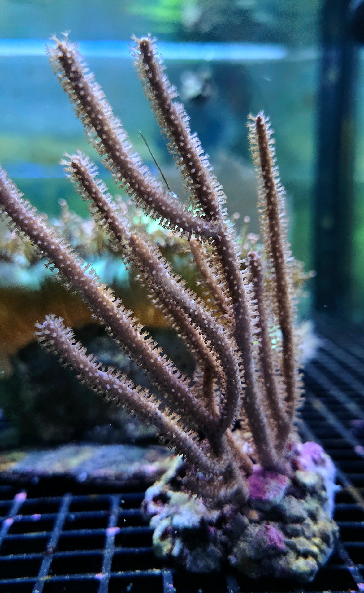 Gorgonia Sp WYSIWYG / 1473-R