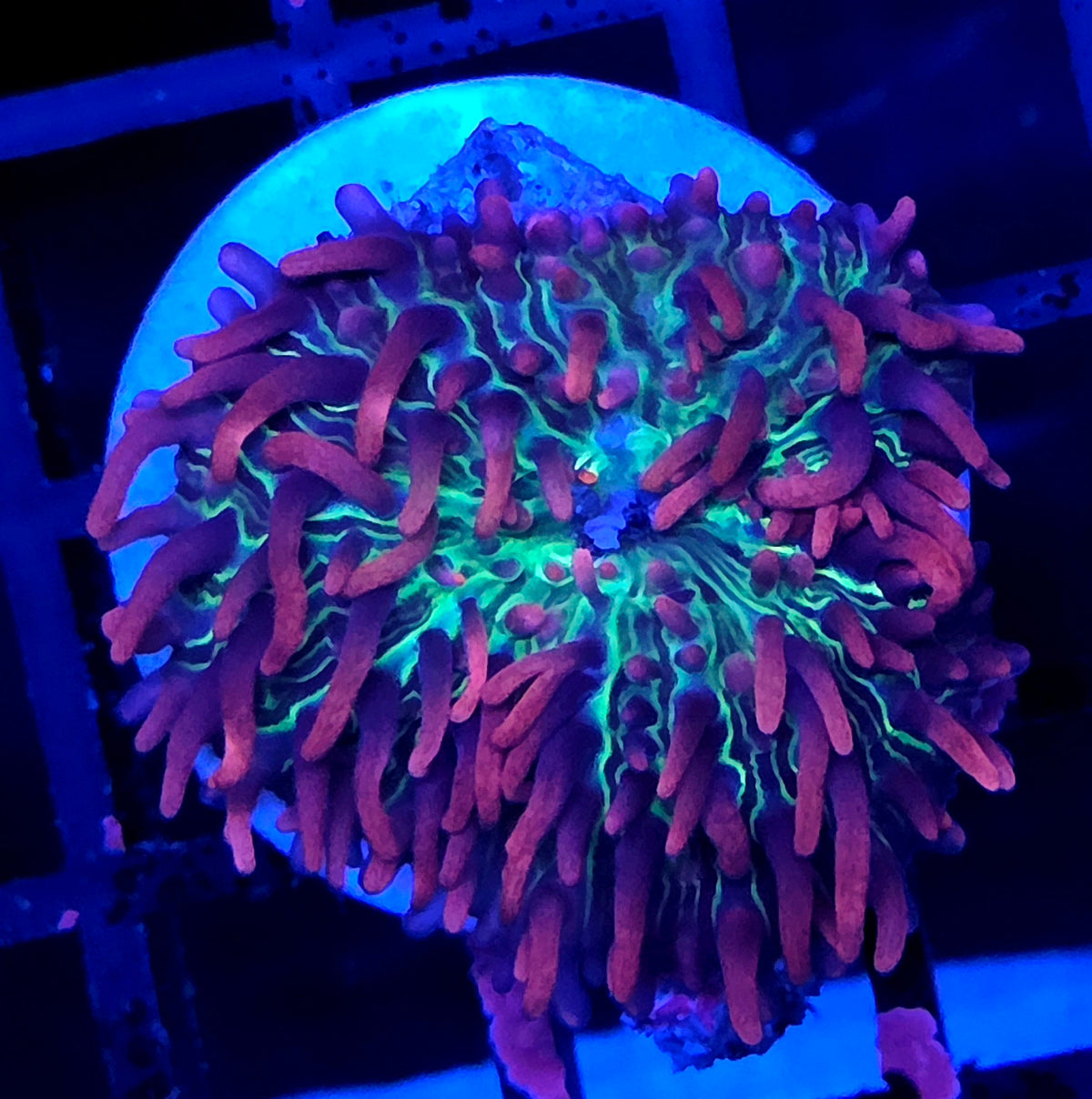 Rhodactis Pink-Purple Hairy Scheibenanemone "Selten" WYSIWYG / 1475 - R