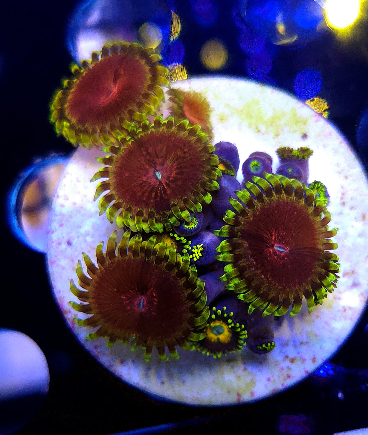 Zoanthus fake lime chilli WYSIWYG / 1477-R