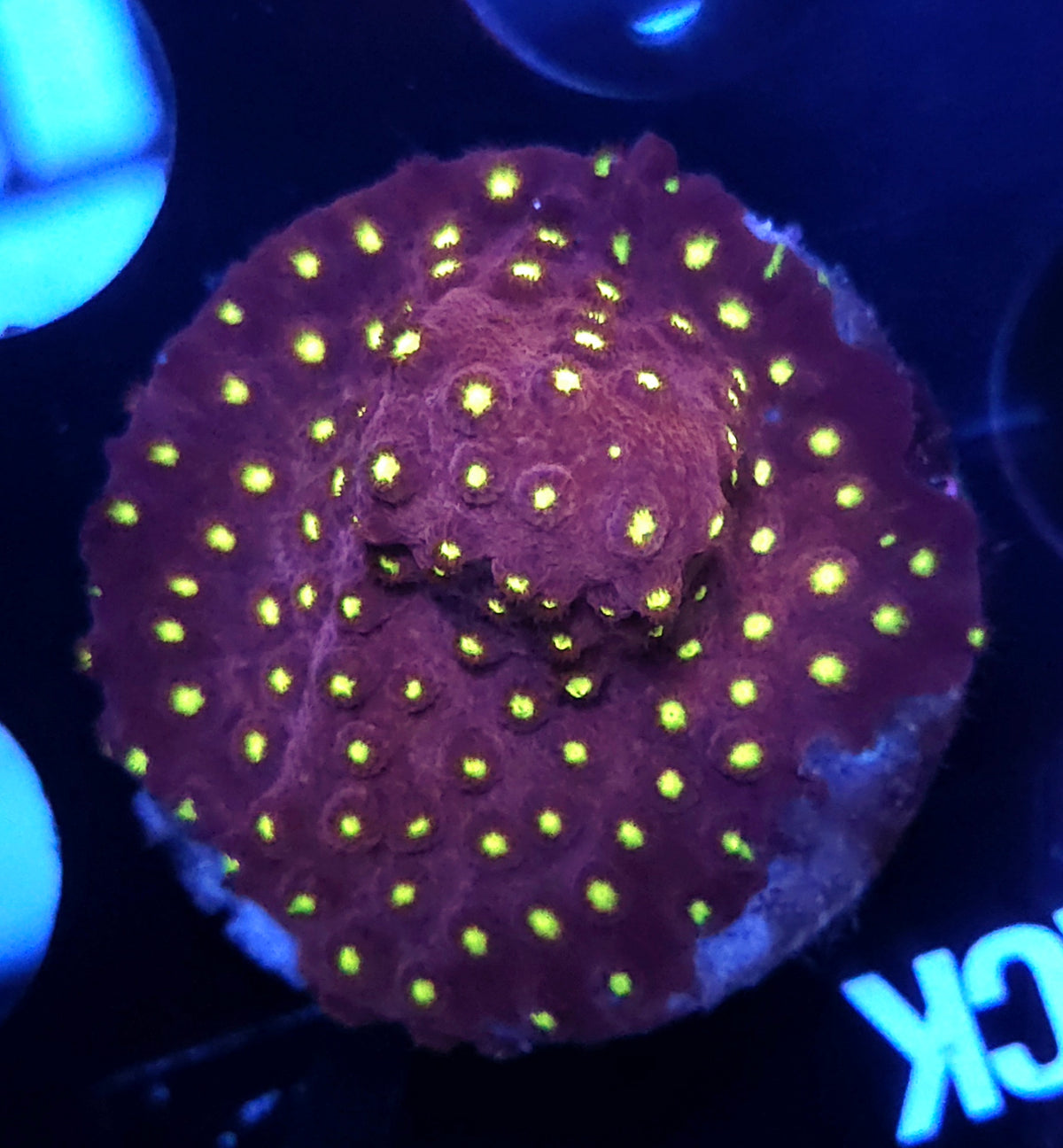Cyphastrea Blingbling WYSIWYG / 148 – Produktbild