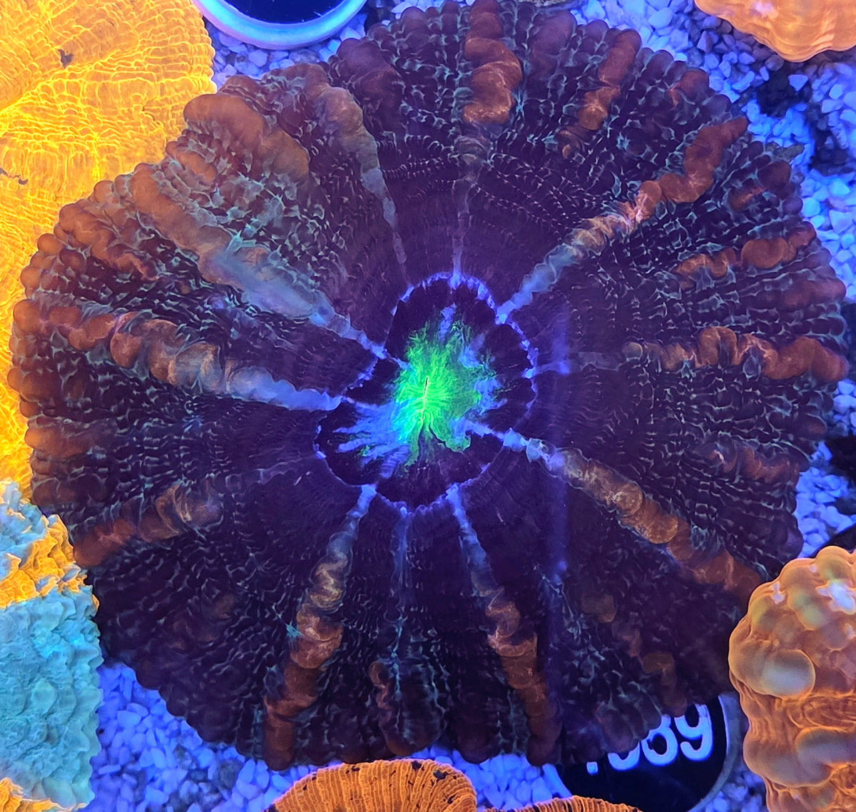 Cynarina Rainbow WYSIWYG / 1483