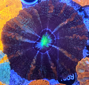 Cynarina Rainbow WYSIWYG / 1483