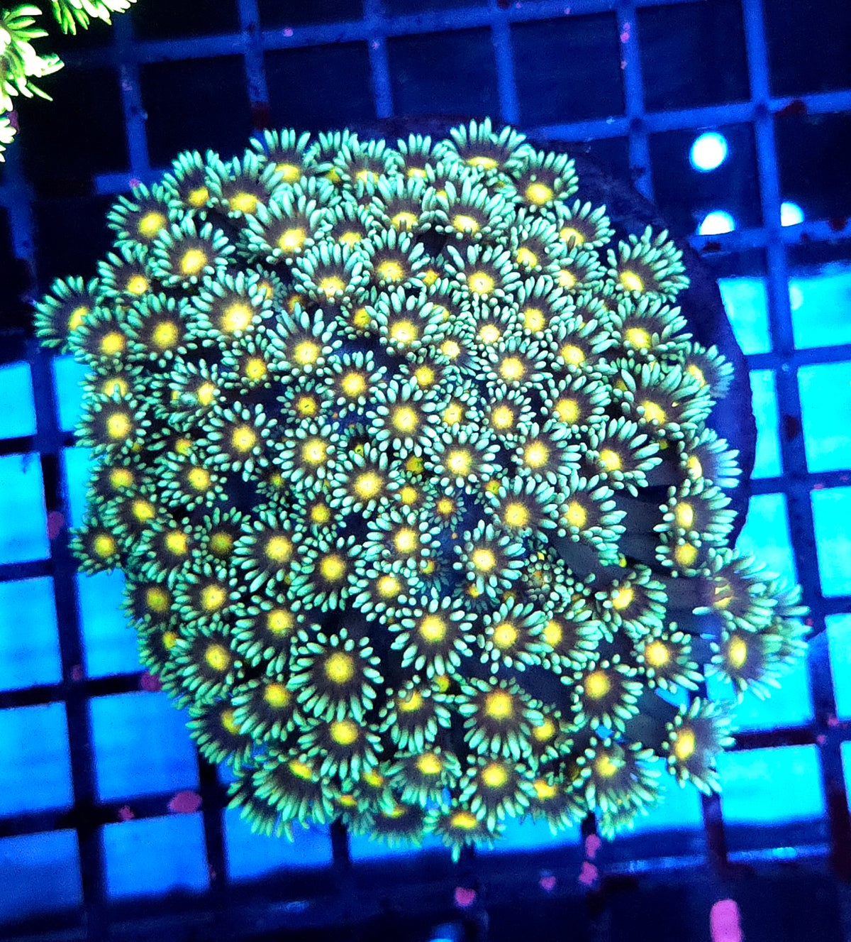 Goniopora XL WYSIWYG / 1484 - D