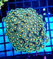 Goniopora XL WYSIWYG / 1484 - D