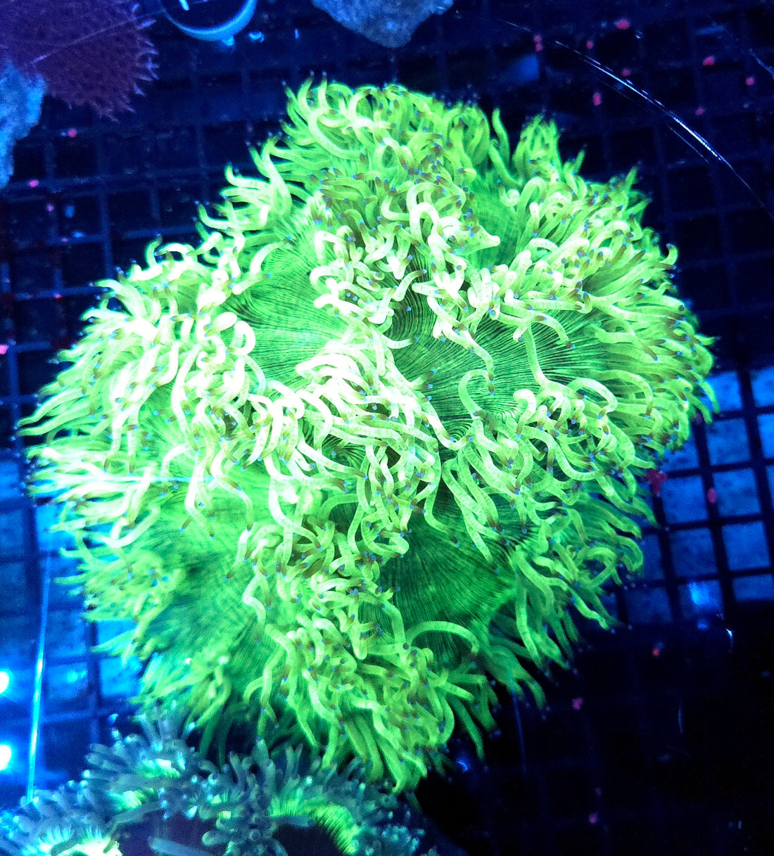 Catalaphyllia jardinei XL (chernobyl sunrise) WYSIWYG / 1487-R