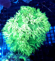 Catalaphyllia jardinei XL (chernobyl sunrise) WYSIWYG / 1487-R