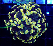 Euphyllia Branching Hammer Golden Nugget WYSIWYG - DNZ / 149 – Produktbild