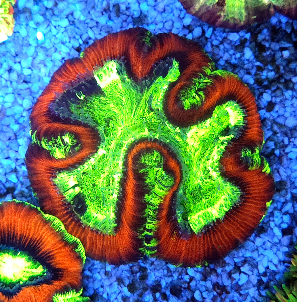 Trachyphyllia Rainbow WYSIWYG / 1492 – Produktbild