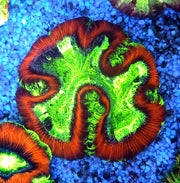 Trachyphyllia Rainbow WYSIWYG / 1492 – Produktbild
