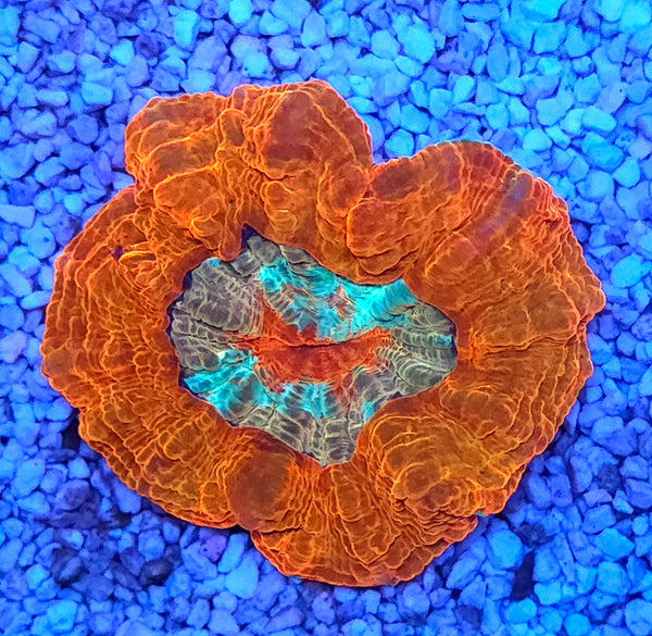 acanthophyllia mastergrade WYSIWYG / 1493 -L