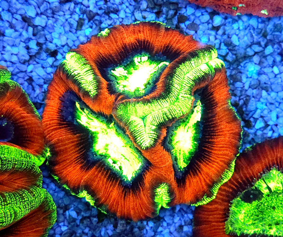 Trachyphyllia Rainbow WYSIWYG / 1493
