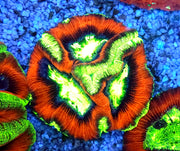 Trachyphyllia Rainbow WYSIWYG / 1493 – Produktbild