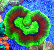 Trachyphyllia Rainbow WYSIWYG / 1494 – Produktbild
