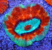 acanthophyllia mastergrade WYSIWYG / 1495