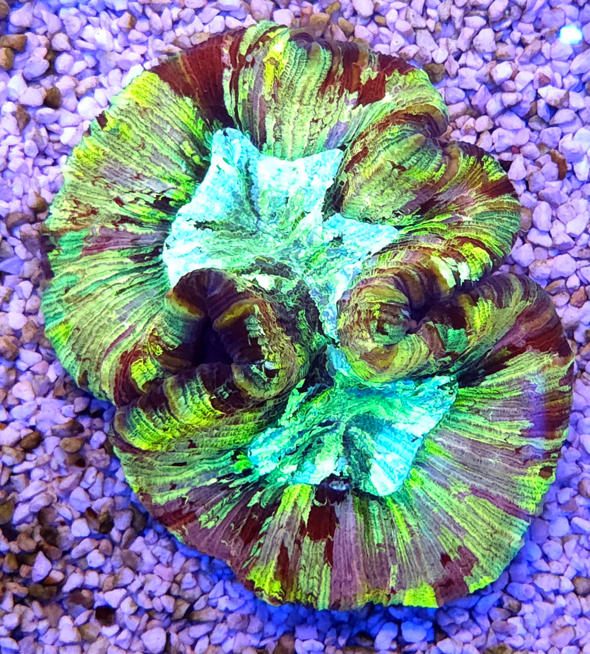 Trachyphyllia Rainbow WYSIWYG / 1496