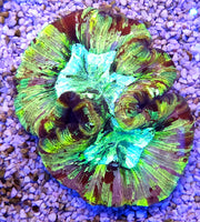 Trachyphyllia Rainbow WYSIWYG / 1496