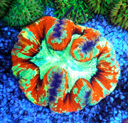 Trachyphyllia Rainbow WYSIWYG / 1497 – Produktbild