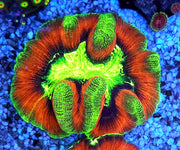 Trachyphyllia Rainbow WYSIWYG / 1498 – Produktbild