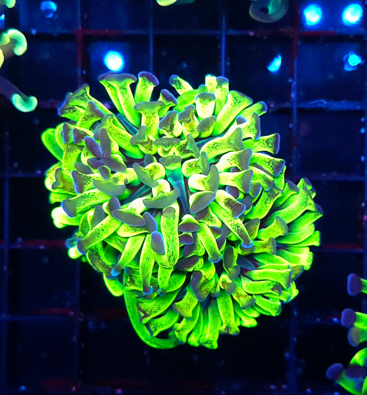 Euphyllia Branching Atomic Hammer 2 Köpfe WYSIWYG - DNZ / 160 – Produktbild