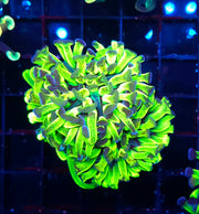 Euphyllia Branching Atomic Hammer 2 Köpfe WYSIWYG - DNZ / 160 – Produktbild