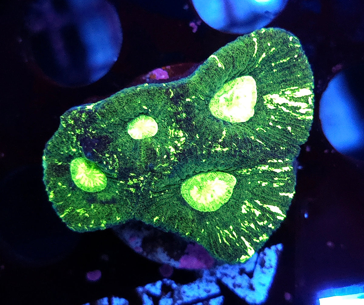 Goniastrea Toxic Splatter WYSIWYG / 161 – Produktbild