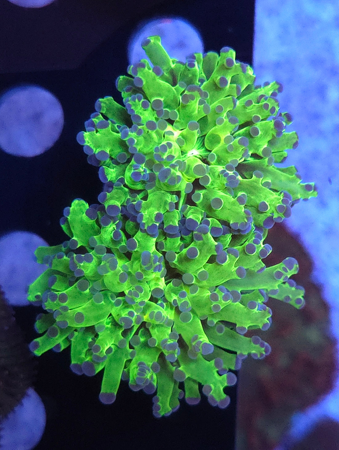 Euphyllia paradivisa Neon Jungle 2 Köpfe WYSIWYG / 163