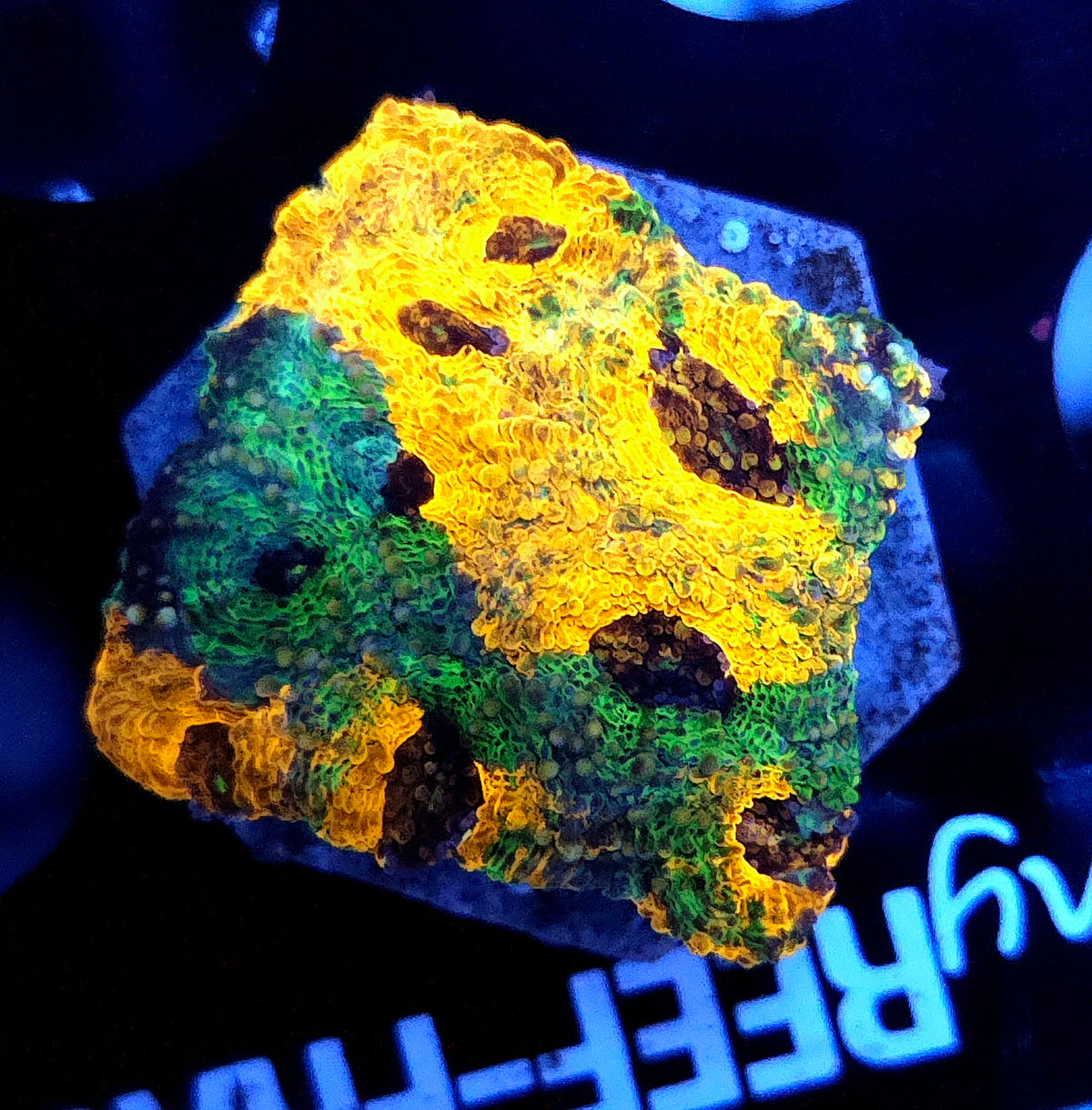 Acanthastrea echinata Rainbow WYSIWYG / 165 – Produktbild