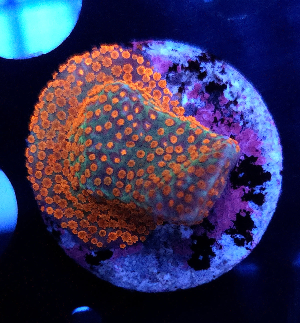Montipora Reverse Sunset - WYSIWYG / 169 – Produktbild