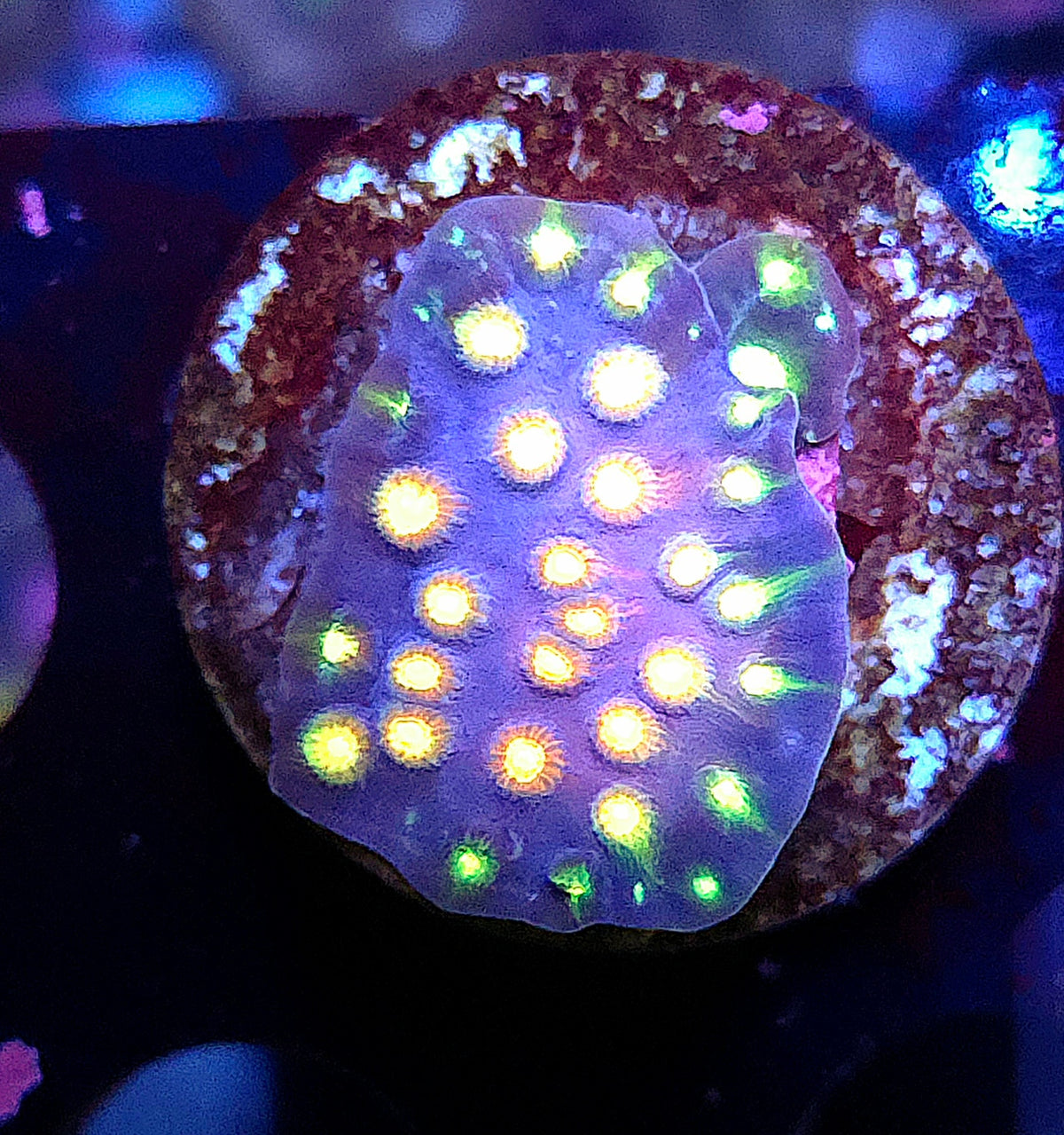 Cyphastrea Rainbow Madness WYSIWYG / 171