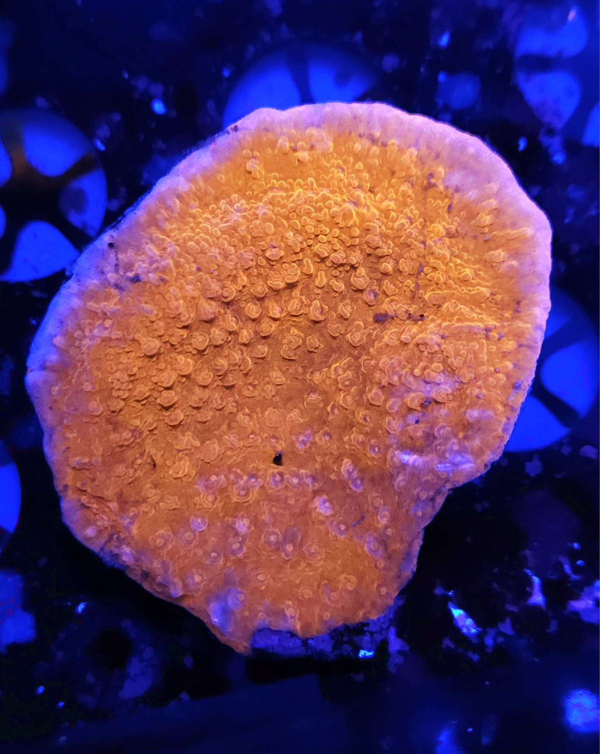 Red Cap Montipora Platte rot- WYSIWYG – Produktbild