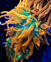 Entacmaea quadricolor sunburst anemone WYSIWYG – Produktbild