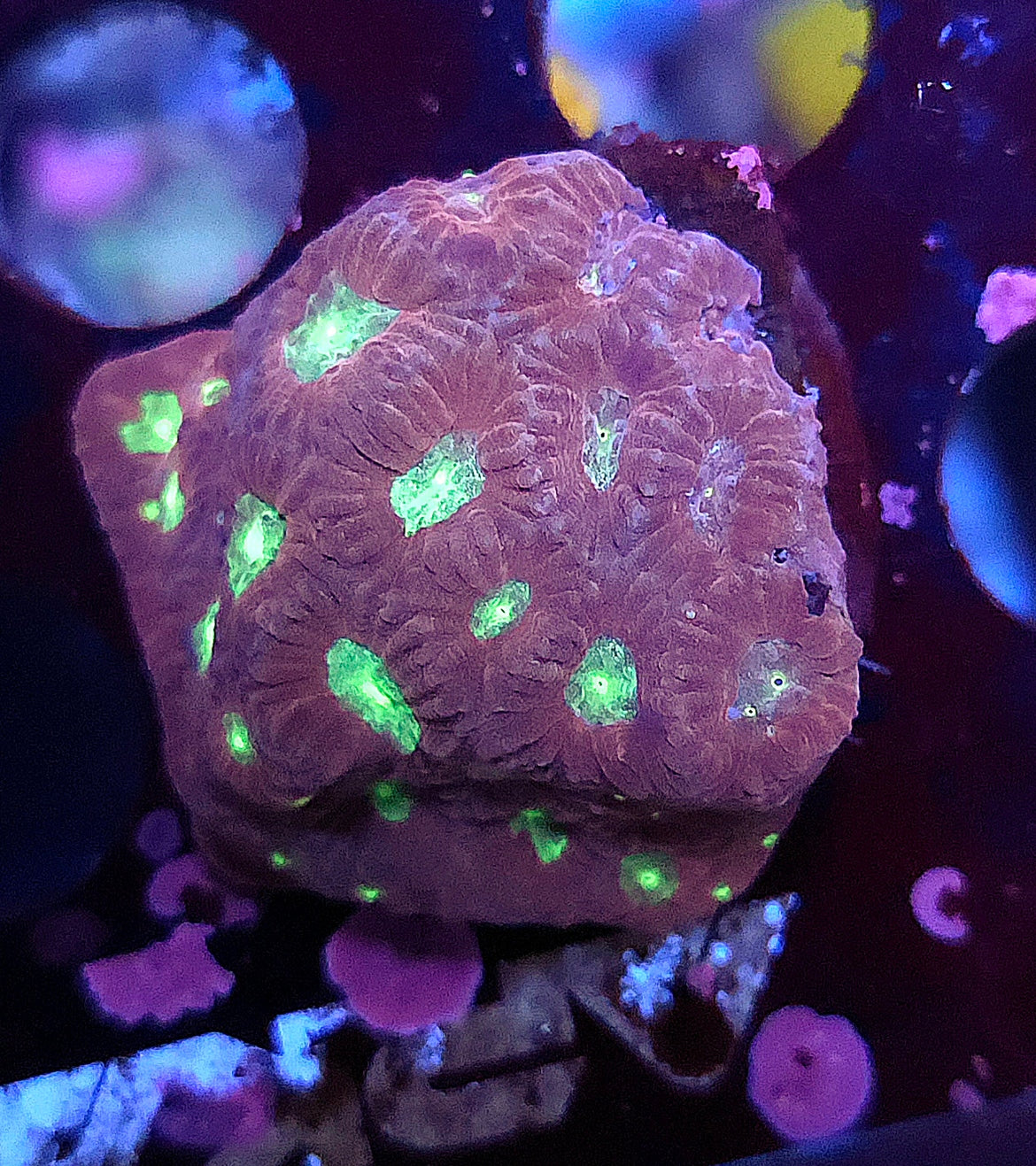 Favia Sp WYSIWYG / 173