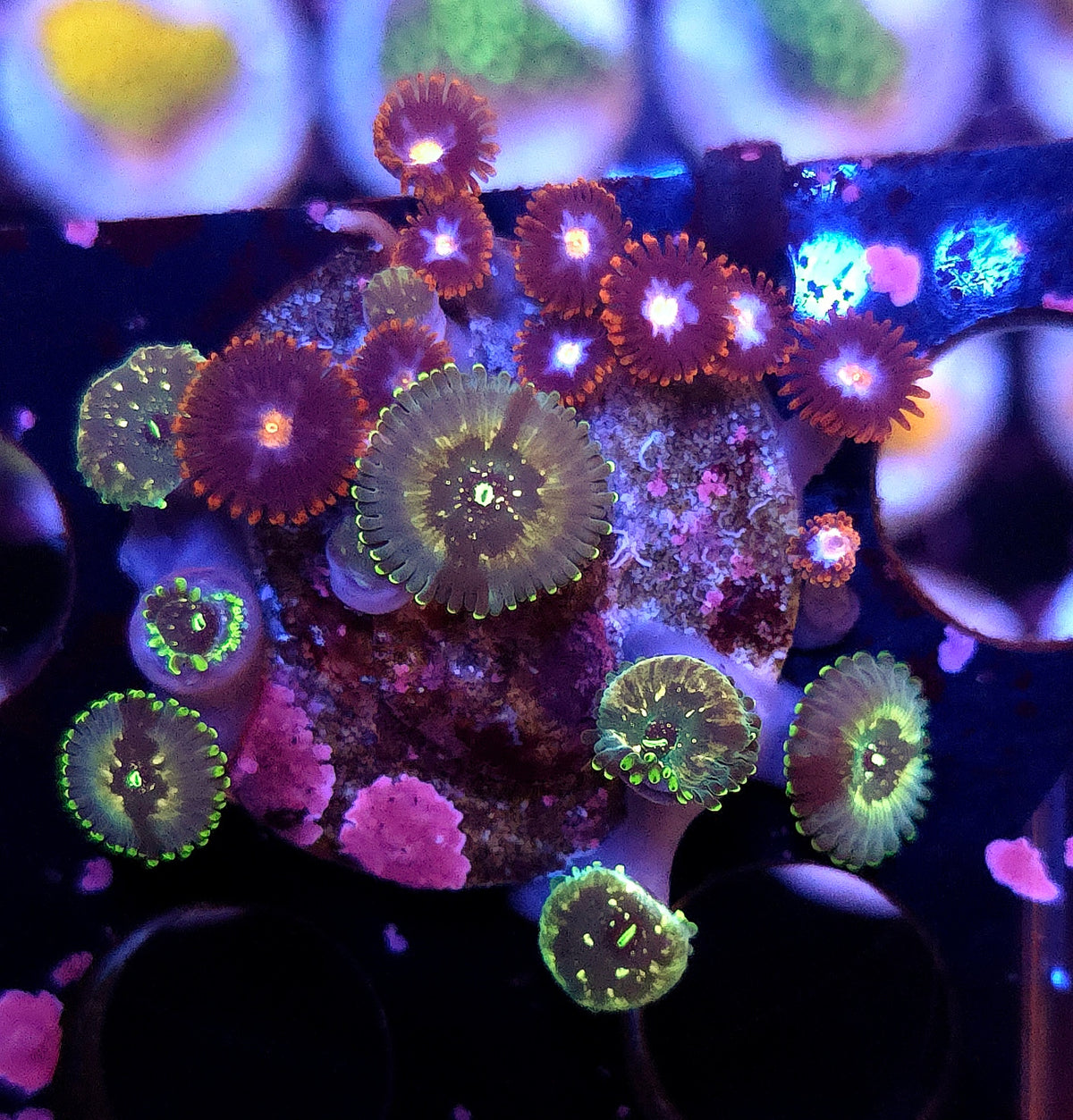 Zoanthus "Mix" WYSIWYG / 176