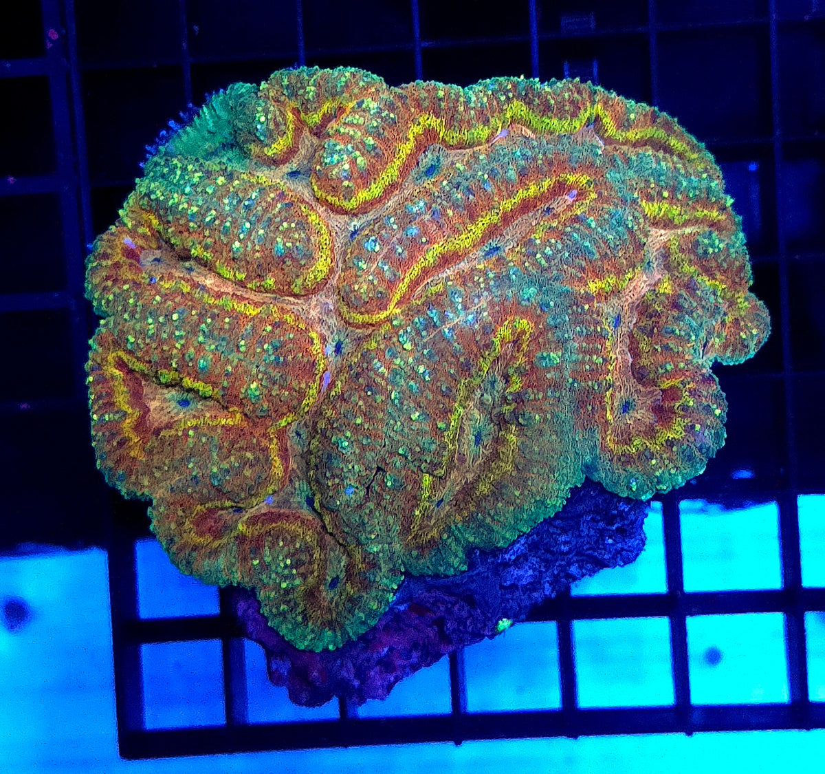 Lobophyllia Rainbow WYSIWYG / 1908 -L – Produktbild