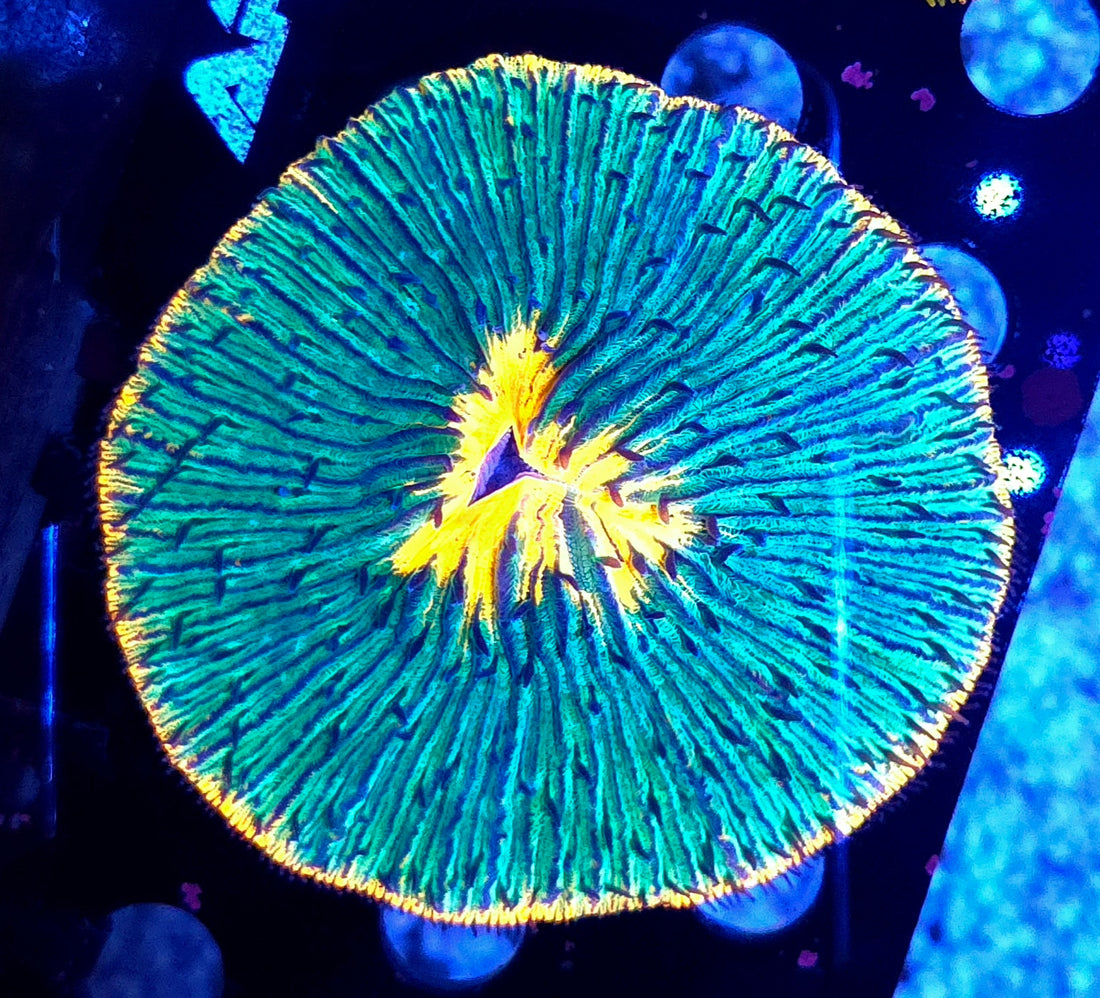 Fungia Rainbow Premium WYSIWYG / 1914-R