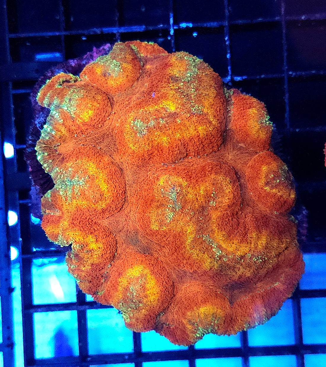Lobophyllia Rainbow WYSIWYG / 1915 -R