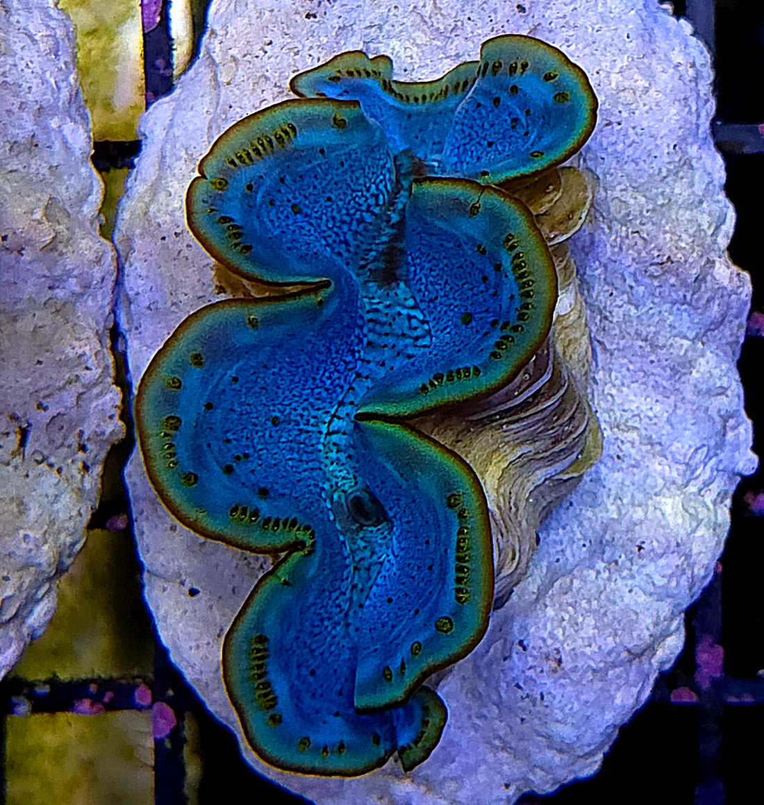 Tridacna maxima 5 - 6 cm WYSIWYG / 1919 -U